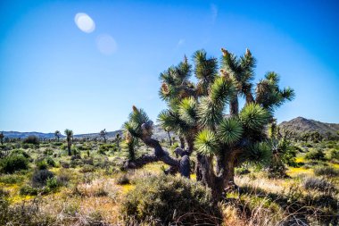 Joshua Tree Ulusal Parkı, Kaliforniya 'da Joshua Trees