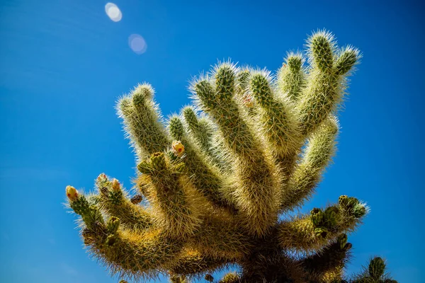 Cacto Cholla Frutas Cadeia Parque Nacional Joshua Califórnia — Fotografia de Stock