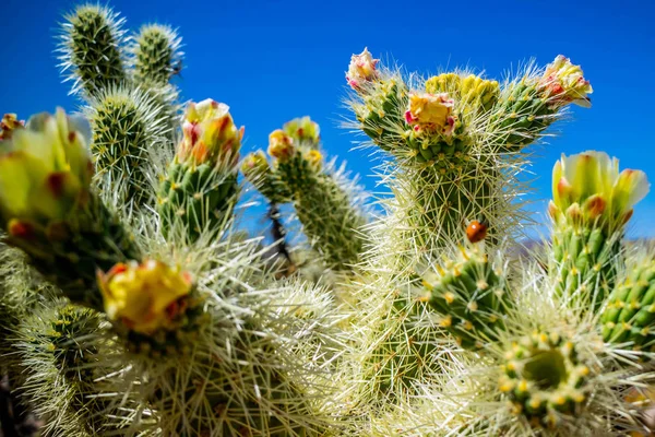 Cacto Cholla Frutas Cadeia Parque Nacional Joshua Califórnia — Fotografia de Stock