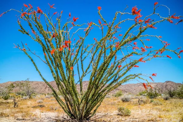 Ein Stacheliger Stiel Ocotillo Joschua Nationalpark Kalifornien — Stockfoto