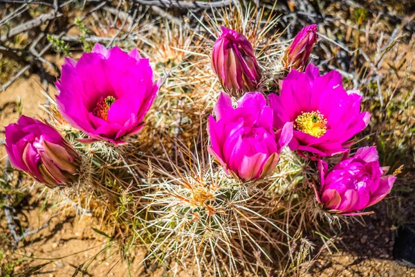 Pink Flowering Cactus Plants Joshua National Park California — Stock Photo, Image