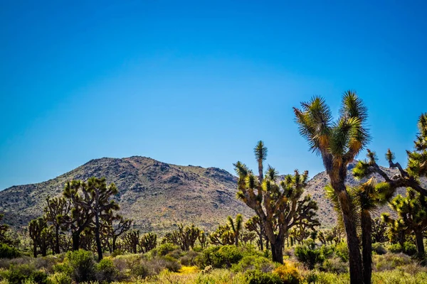 Joshua Bäume Joshua Tree Nationalpark Kalifornien — Stockfoto