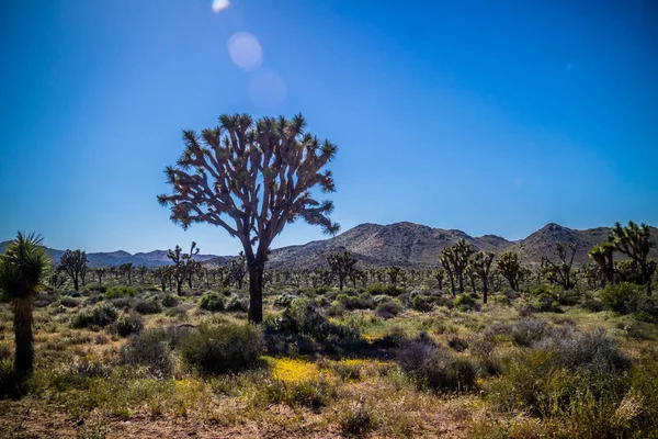 Joshua Trees in Joshua Tree National Park, California