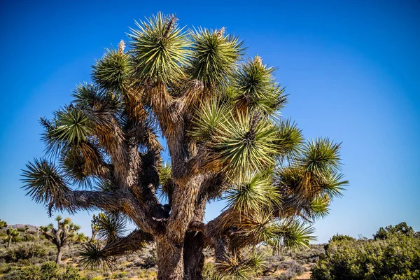 Joshua Trees in Joshua Tree National Park, California