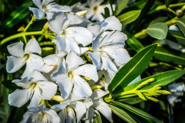 Beyaz açık kahverengi Nilüfer Yuma, Arizona