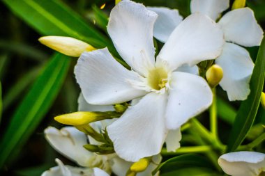 Beyaz açık kahverengi Nilüfer Yuma, Arizona