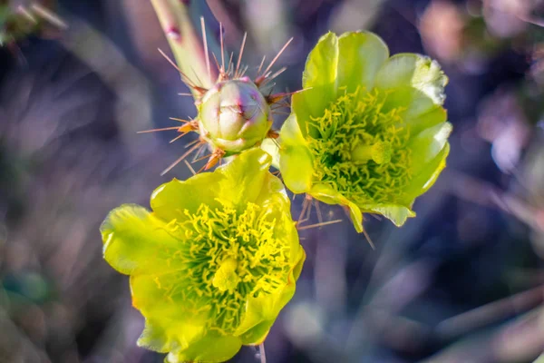 Ένα Κίτρινο Πράσινο Ανθίζοντας Εγκαταστάσεις Κάκτων Yuma Αριζόνα — Φωτογραφία Αρχείου