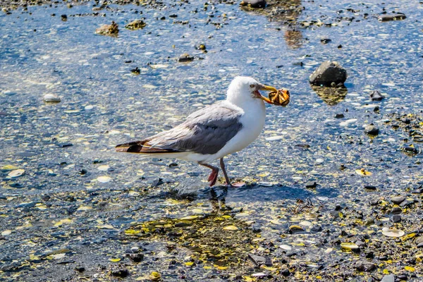 Una Gaviota Blanca Gris Bar Harbor Maine — Foto de Stock