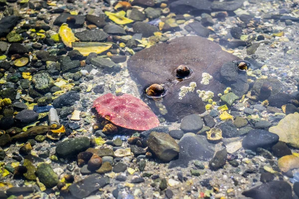 Tide Basen Stworzeń Bar Harbor Maine — Zdjęcie stockowe