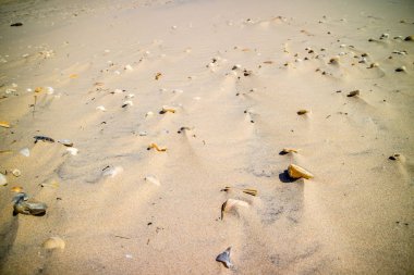 Plaj sahil Güney Padre Adası, Texas üzerinde deniz kabuklarını bir sürü