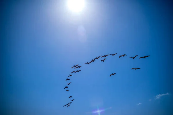 Gruppo Notevole Uccelli Avvistati Migrare Insieme South Padre Island Texas — Foto Stock