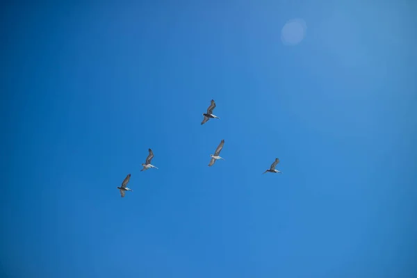 Gruppo Notevole Uccelli Avvistati Migrare Insieme South Padre Island Texas — Foto Stock