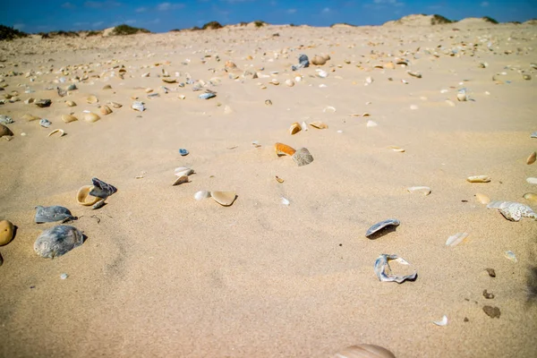 Pláž Spoustou Mušlí Pobřeží South Padre Island Texas — Stock fotografie