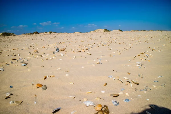 サウス パドレ島 テキサス州の海岸で貝殻の多いビーチ — ストック写真