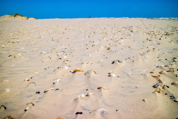 Пляж Множеством Морей Берегу Острове Саут Падре Техас — стоковое фото