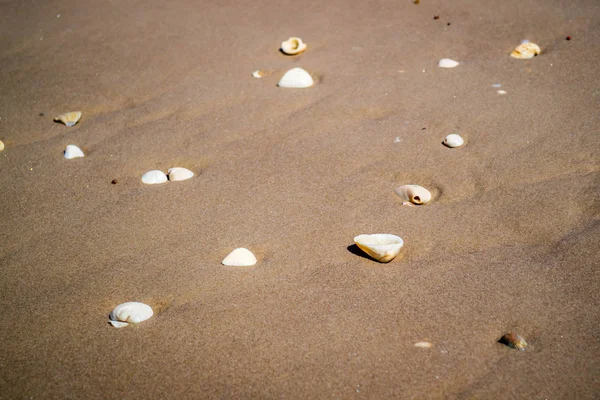 Pláž Spoustou Mušlí Pobřeží South Padre Island Texas — Stock fotografie