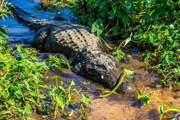 Nagy Amerikai Aligátor Orlando Florida — Stock Fotó