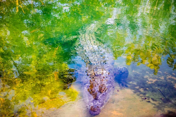 Nagy Amerikai Aligátor Orlando Florida — Stock Fotó