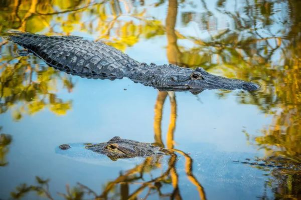 Grand Alligator Américain Orlando Floride — Photo