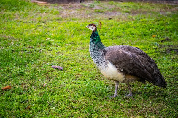 Orlando Florida Tavus Tavus Kuşu — Stok fotoğraf