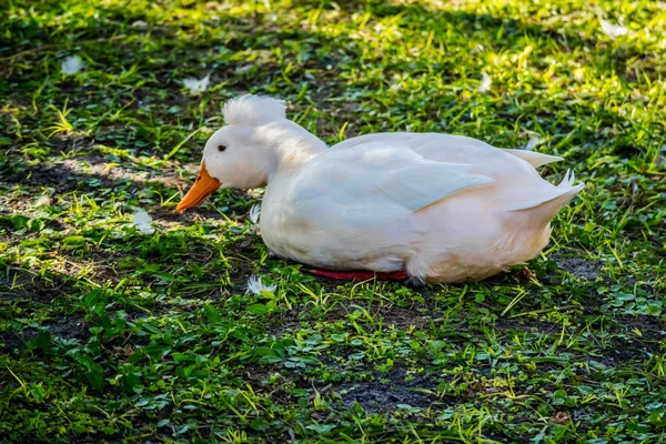 Egy Fehér Búbos Réce Orlando Florida — Stock Fotó