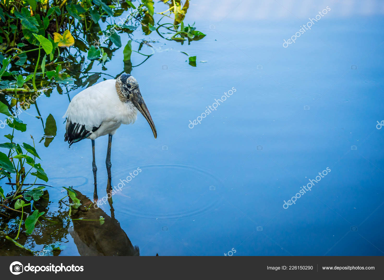 플로리다주 올랜도에 — 스톡 사진 © CheriAlguire #226150290