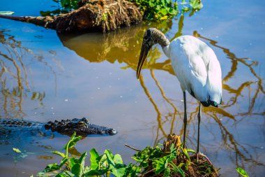 Siyah bir Ibis Orlando, Florida'da yöneldi.