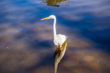 Bir büyük beyaz ak balıkçıl Orlando, Florida