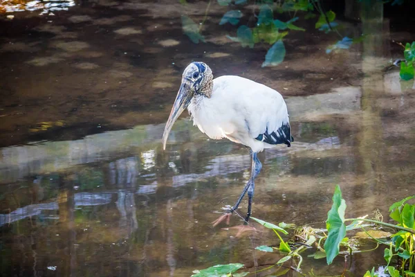 Black Headed Ibis Orlando Florida — Stock Photo, Image