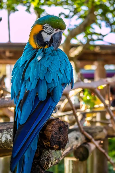Färgglad Blå Papegoja Orlando Florida — Stockfoto