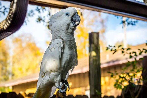 Una Cacatúa Blanca Pura Orlando Florida —  Fotos de Stock