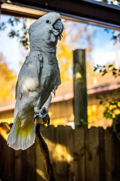 Una Cacatúa Blanca Pura Orlando Florida —  Fotos de Stock