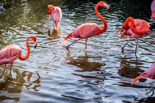 Pink Flamingos Ibis Branco Orlando Flórida — Fotografia de Stock Grátis