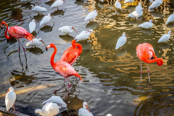 Ein Rosa Flamingos Und Weißer Ibis Orlando Florida — Stockfoto