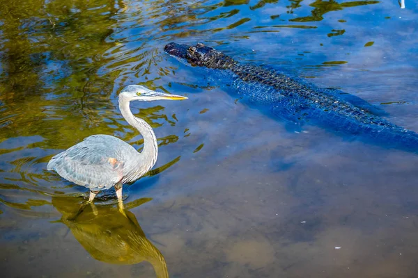 Great Blue Heron Orlando Florida — Stock Photo, Image