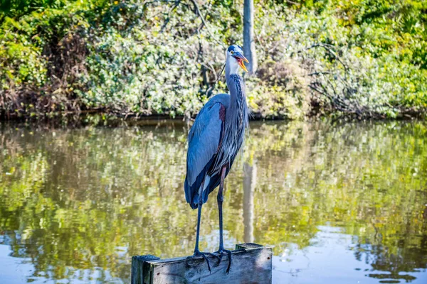 Una Gran Garza Azul Orlando Florida — Foto de Stock