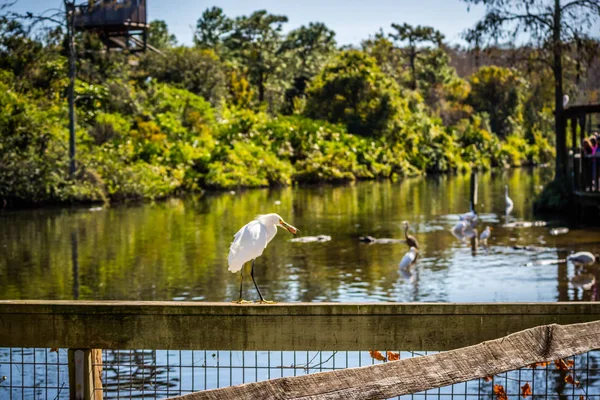 Great White Egret Orlando Florida — Stock Photo, Image