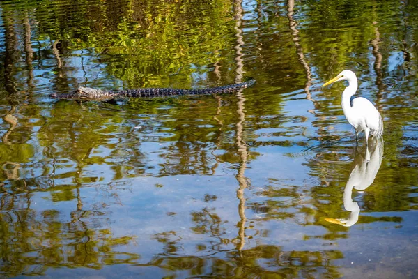 Grande Branco Egret Orlando Florida — Fotografia de Stock