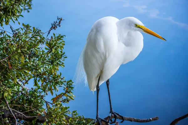 올랜도 플로리다에서 위대한 — 스톡 사진