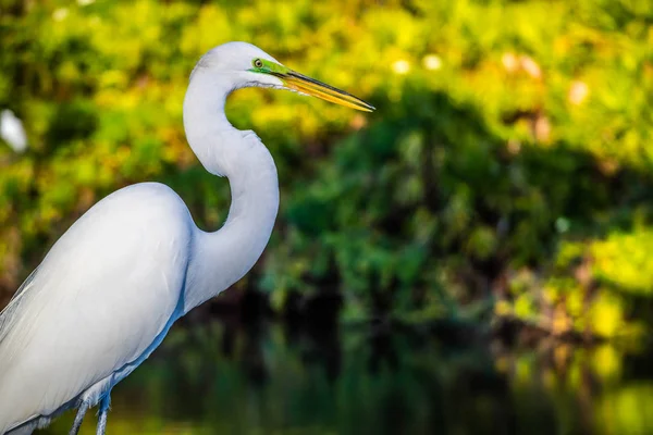 Une Grande Aigrette Blanche Orlando Floride — Photo