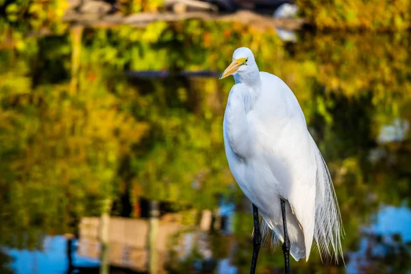 Bir Büyük Beyaz Balıkçıl Orlando Florida — Stok fotoğraf