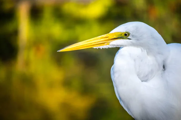 Une Grande Aigrette Blanche Orlando Floride — Photo