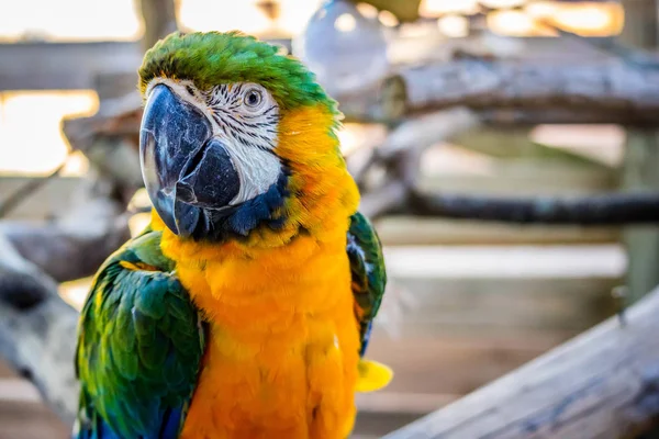 Uma Arara Verde Dourada Orlando Flórida — Fotografia de Stock