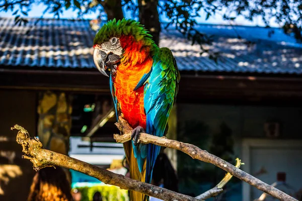 Grön Och Orange Ara Orlando Florida — Stockfoto