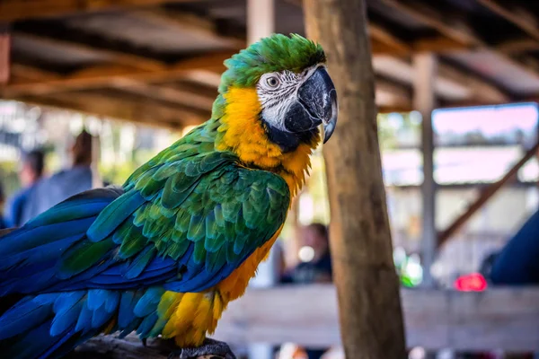 Uma Arara Verde Dourada Orlando Flórida — Fotografia de Stock