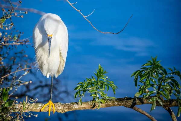 Egret Alb Zăpadă Orlando Florida — Fotografie, imagine de stoc