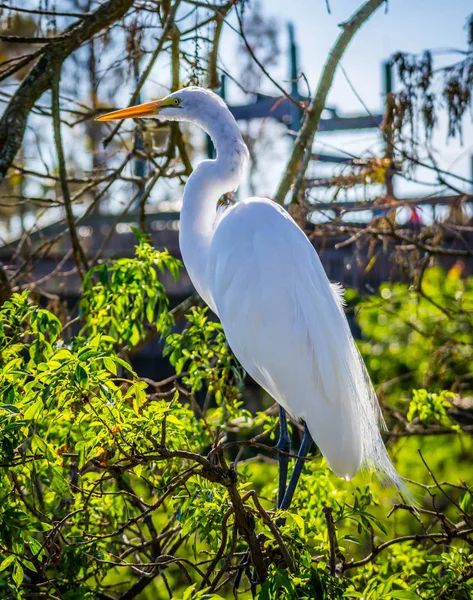 Mare Heron Alb Din Orlando Florida — Fotografie, imagine de stoc