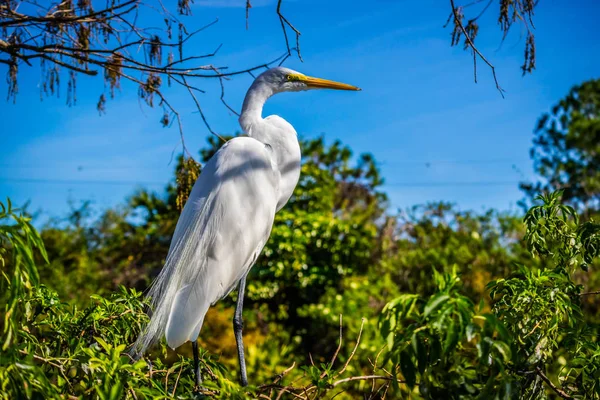 Large White Heron Orlando Florida — Stock Photo, Image