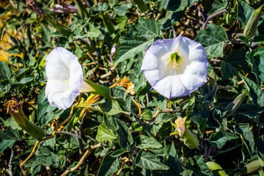 Mor Moonflowers bitkiler Palm Spring, California