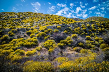 Palm Spring, Kaliforniya'da doğanın güzel bir bakan manzara
